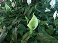 Spathiphyllum wallisii, commonly known asÃÂ peace lily,ÃÂ white sails,ÃÂ spathe flower, cobra plant Royalty Free Stock Photo
